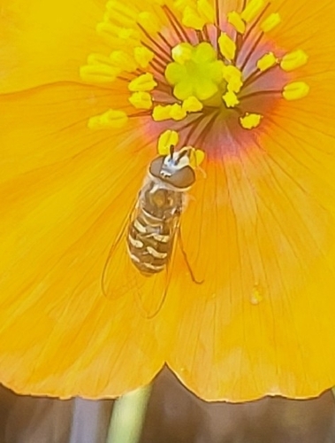Unknown species found near Cupertino, CA 95014, USA