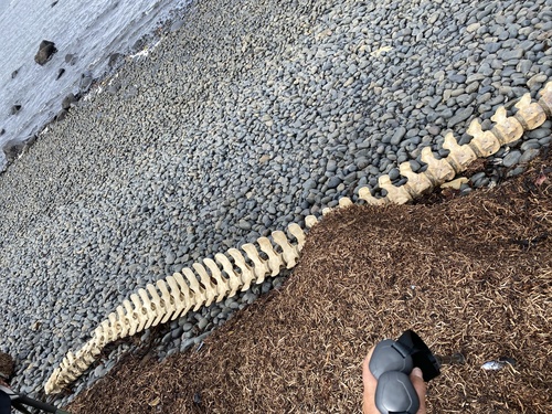 ゴンドウクジラ
