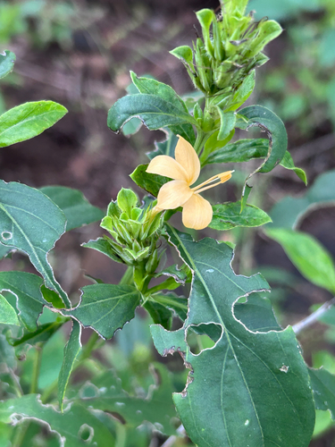 Mozambique Barleria (Barleria senensis)