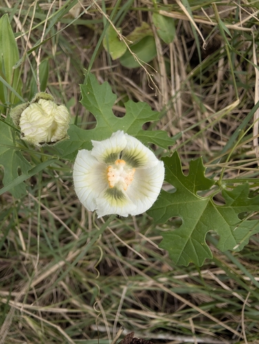 Balsam Apple (Momordica balsamina)