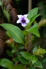 Viola stipularis