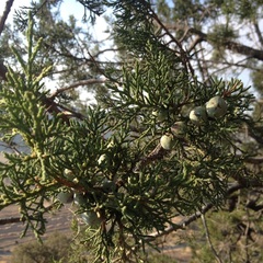 Juniperus deppeana deppeana