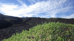 Baccharis magellanica