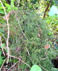 Mycosyrinx cissi