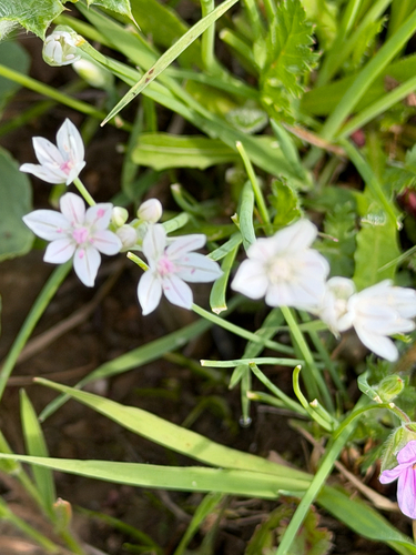 Allium hyalinum