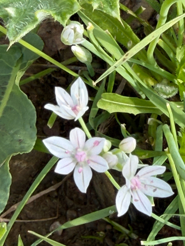 Allium hyalinum, photograph 2