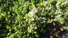 Baccharis magellanica