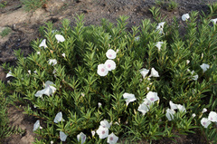 Ipomoea longifolia