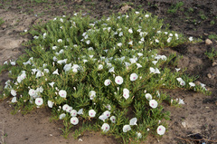 Ipomoea longifolia