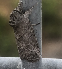 Nycteola polycyma
