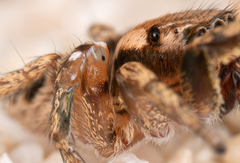 Habronattus ciboneyanus