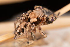 Habronattus ciboneyanus