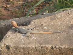 Agama