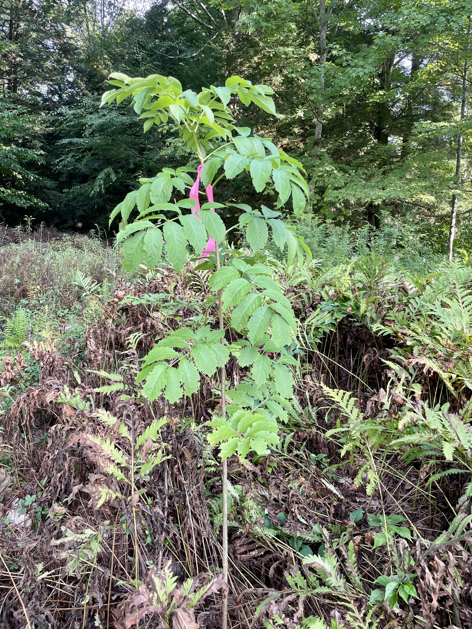 Amur Corktree (Phellodendron amurense)