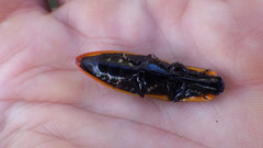 Semiotus luteipennis