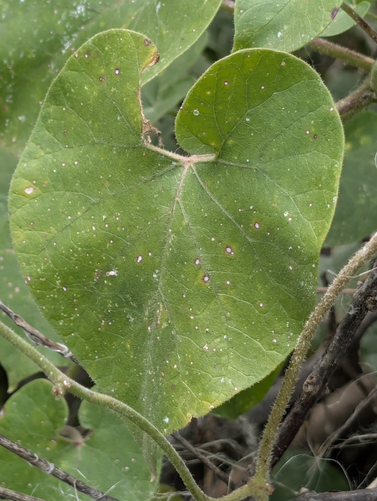 Pergularia Daemia (Pergularia daemia)
