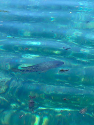 Mayaheros urophthalmus