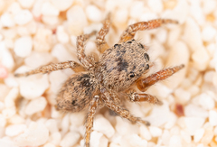 Habronattus ciboneyanus