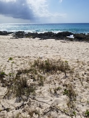 Habronattus ciboneyanus
