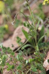 Wahlenbergia lobelioides, photograph (c) Olivier Argagnon, some rights reserved (CC BY)