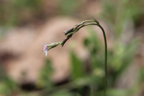 Wahlenbergia lobelioides, photograph 5