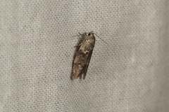 Oecophorinae