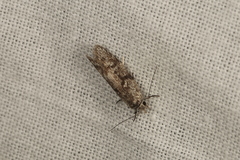 Oecophorinae