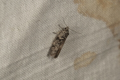 Oecophorinae