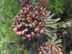 Euphorbia atropurpurea