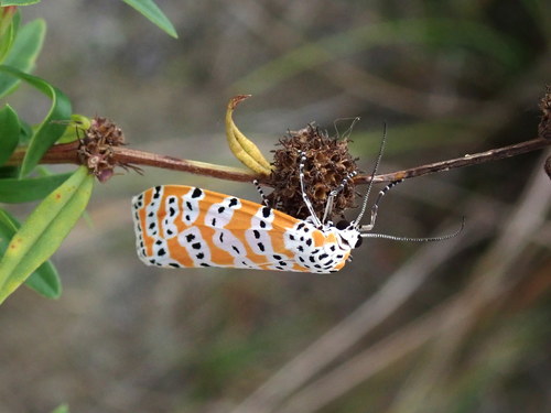 Ornate Bella Moth