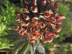 Euphorbia atropurpurea