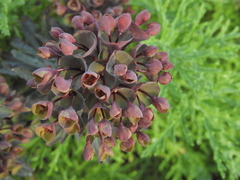 Euphorbia atropurpurea