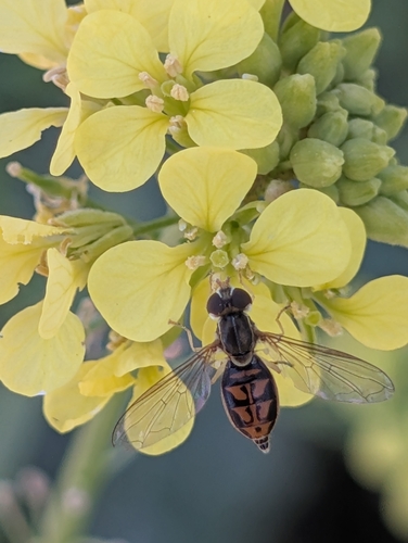Unknown species found near Denton, TX 76208, USA