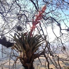 Tillandsia bourgaei