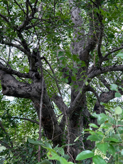 Lannea schweinfurthii