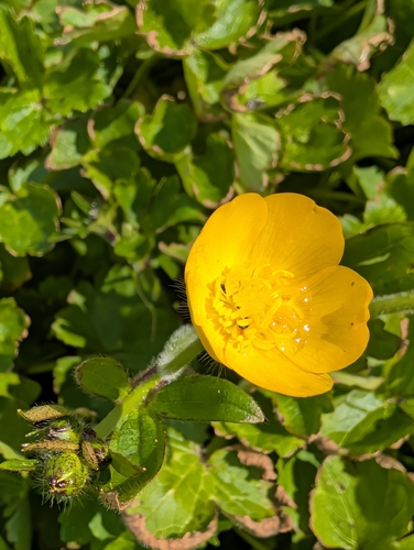 Ranunculus macrophyllus (Ranunculus macrophyllus)