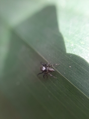 Mopiopia