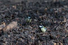 Parus major newtoni