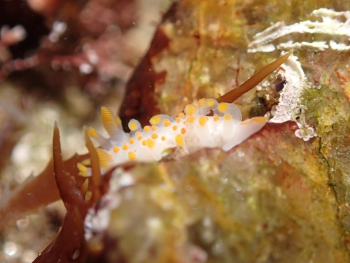 Limacia clavigera