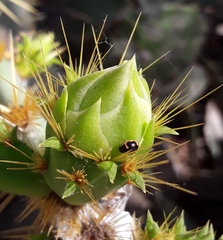 Hyperaspis trifurcata