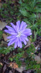 Perezia pedicularidifolia