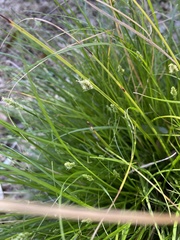 Carex perdentata