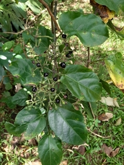 Magnoliopsida