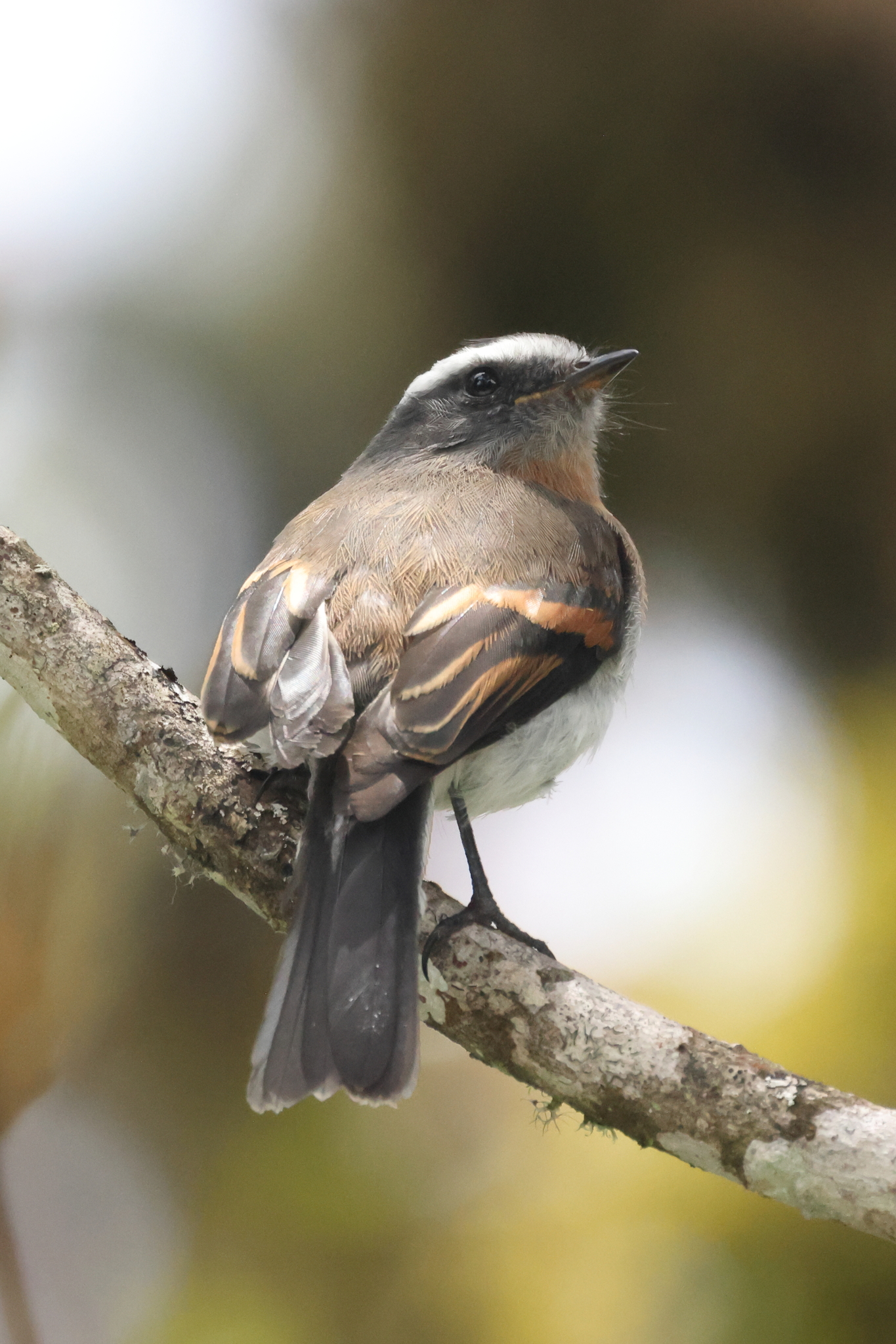 Rufous-breasted Chat-Tyrant (Ochthoeca rufipectoralis), photo 3
