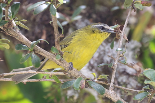 Superciliaried Hemispingus (Thlypopsis superciliaris), photo 5