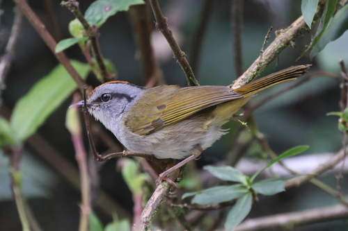 Russet-crowned Warbler (Myiothlypis coronata), photo 5