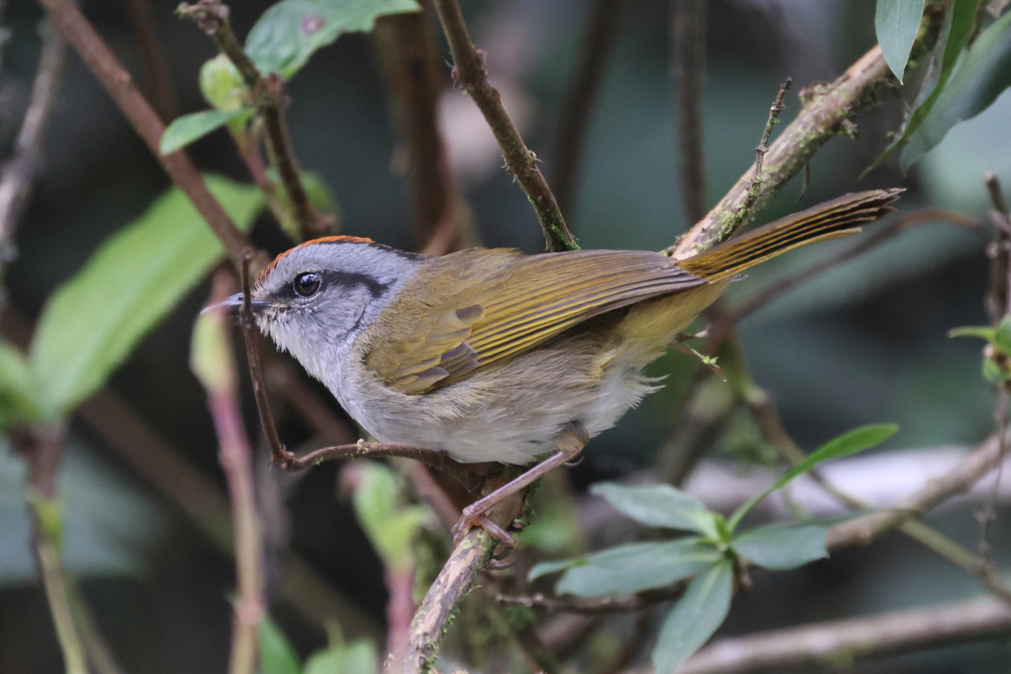 Russet-crowned Warbler (Myiothlypis coronata), photo 5