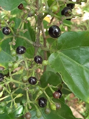 Magnoliopsida
