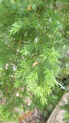 Saxegothaea conspicua