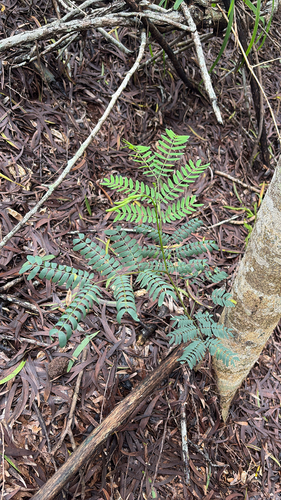 Acacia koa observed 2026-03-23
